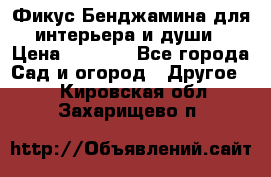 Фикус Бенджамина для интерьера и души › Цена ­ 2 900 - Все города Сад и огород » Другое   . Кировская обл.,Захарищево п.